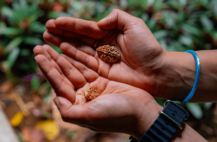 Cardamom rudraksha trail featured image