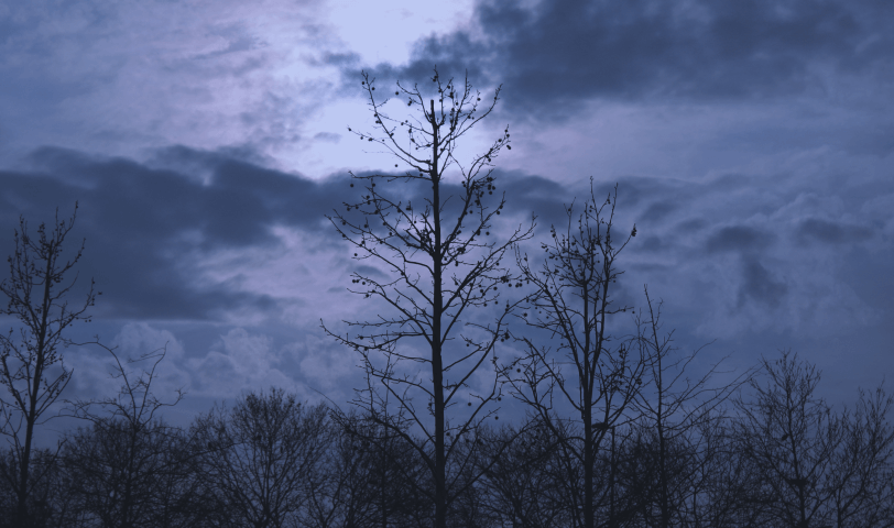 Untamed night gallery