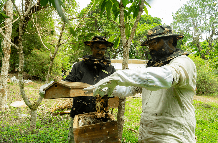 Apiculture