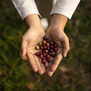 coffee estate stay in coorg