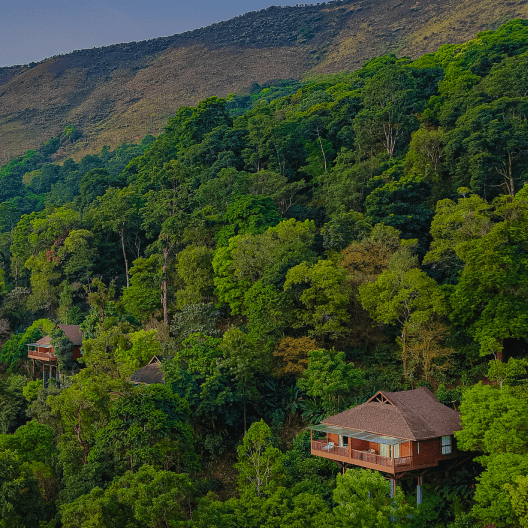 Coorg Resorts Inside Forest